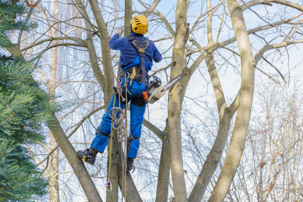 Best Pest Control for Lawns  in Sitka, AK