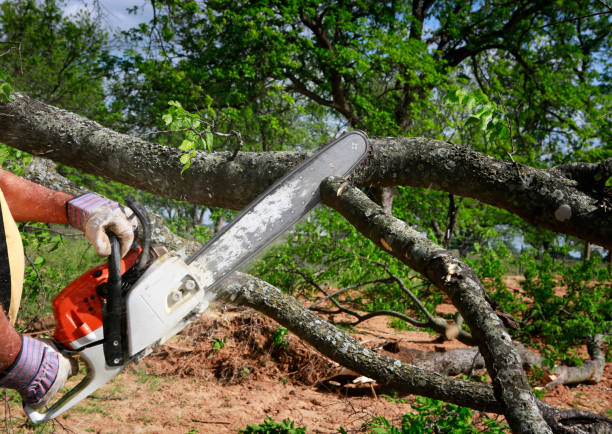 How Our Tree Care Process Works  in  Sitka, AK